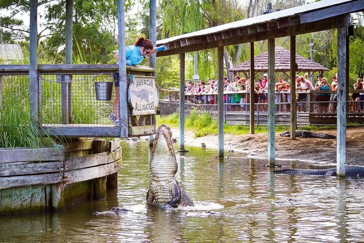 This vibrant exterior scene shows an alligator demonstration, with a handler and a captivated crowd. It represents the unique, thrilling local attractions in the area, offering a glimpse into the variety of experiences available beyond the condo itself.